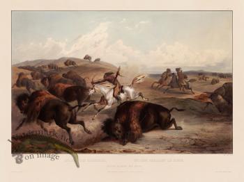 31 Hunting Buffalo